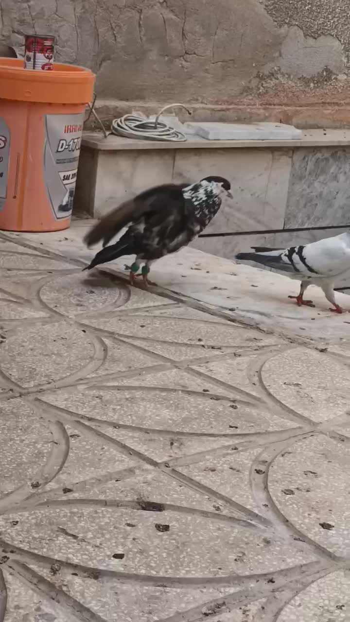 کبوتر|پرنده|سبزوار, سجاد|دیوار