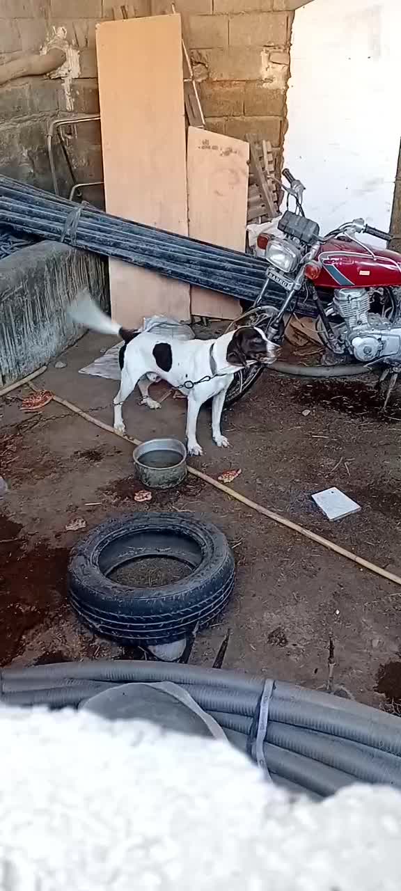 سگ شکاری|سگ|گنبد کاووس, |دیوار