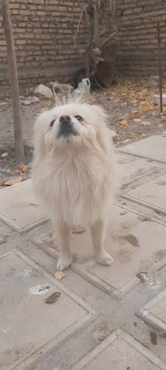 پامرین|سگ|تهران, انبار نفت|دیوار