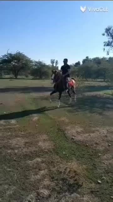 اسب عرب|اسب و تجهیزات اسب‌سواری|ارومیه, |دیوار