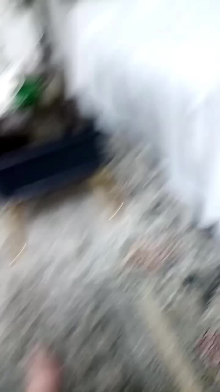 عروس هلندی مولد با جوجه|پرنده|ایرانشهر, |دیوار