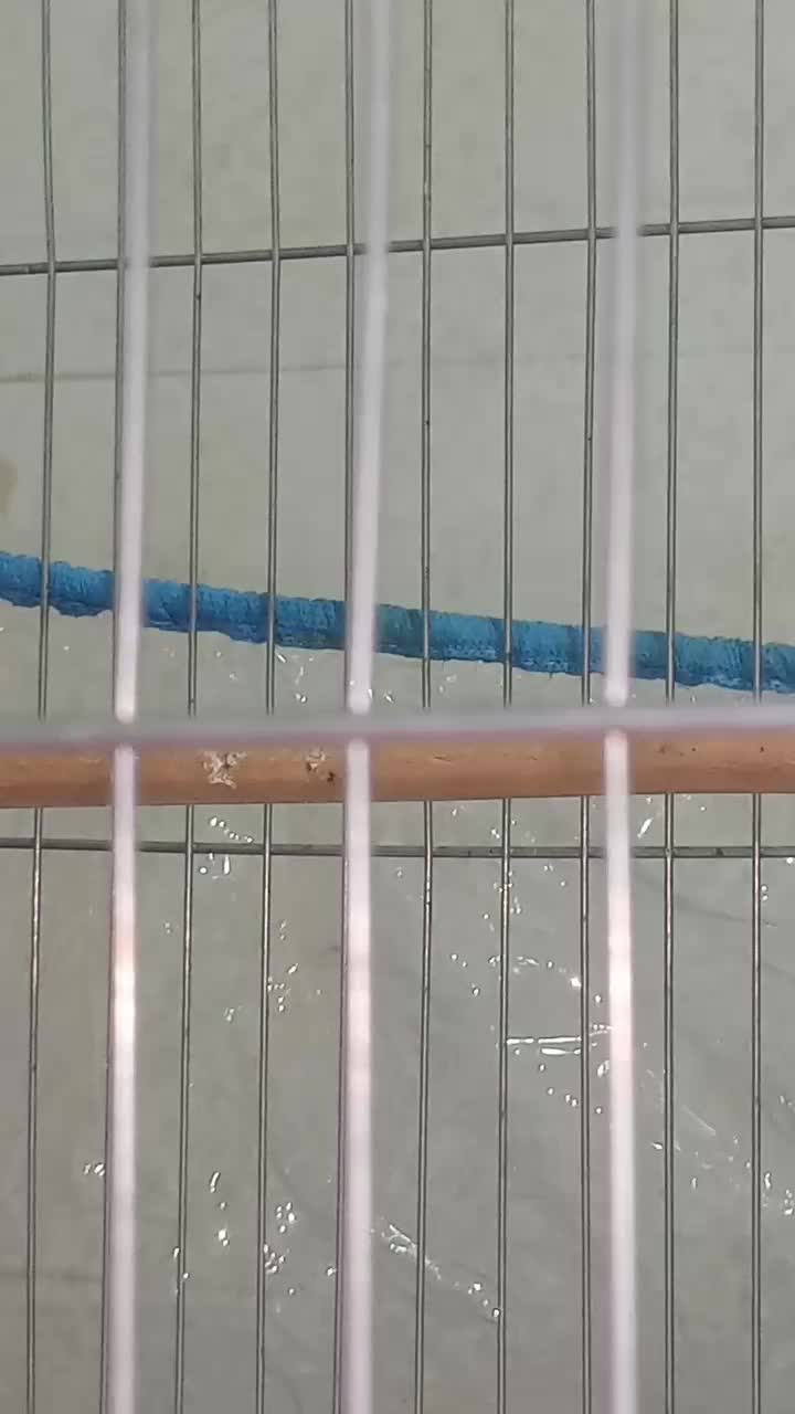 قناری نر|پرنده|بندرعباس, |دیوار