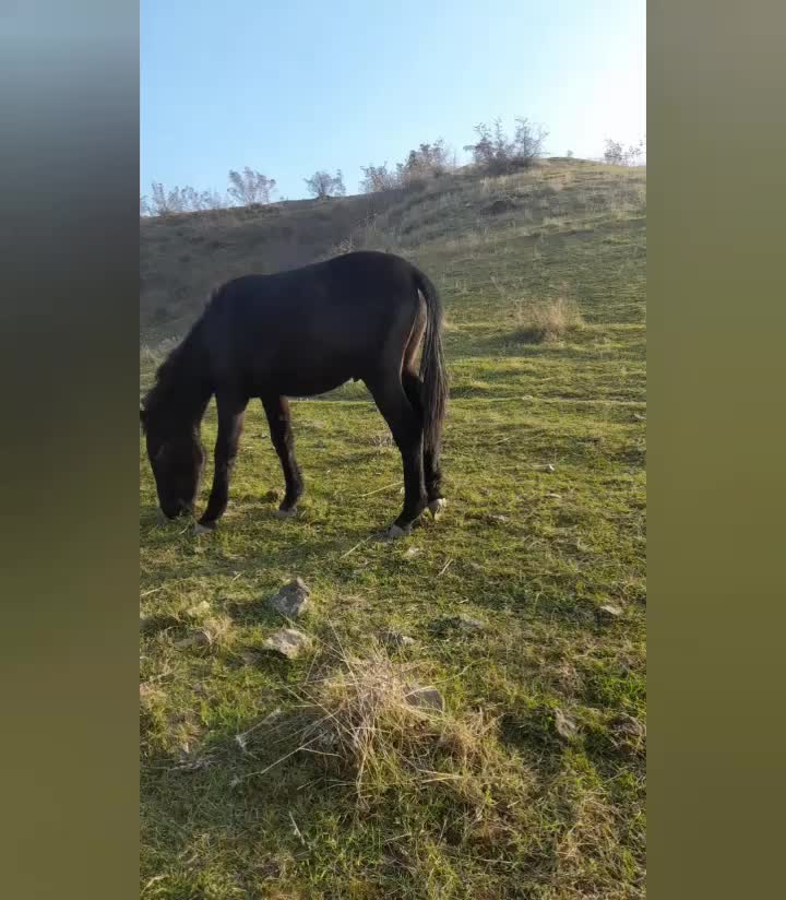 قاطر|حیوانات مزرعه|انگوت, |دیوار