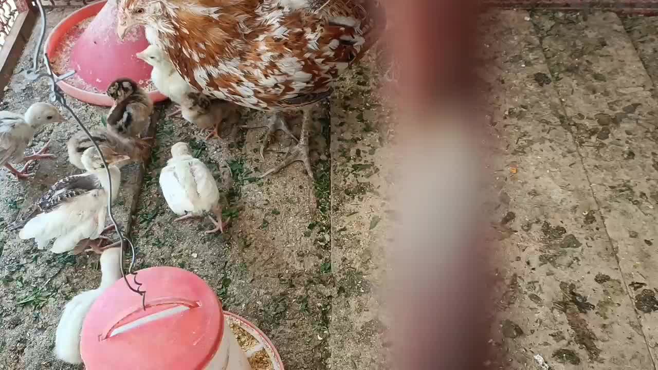 جوجه بوقلمون بوربون جوجه مرغ گلین|حیوانات مزرعه|مبارکه, |دیوار