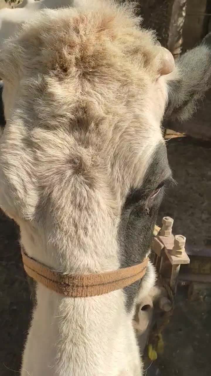 گاو شیری|حیوانات مزرعه|شاهیوند, |دیوار