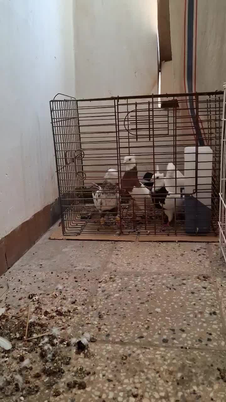 دم سیاه|پرنده|خرمشهر, |دیوار