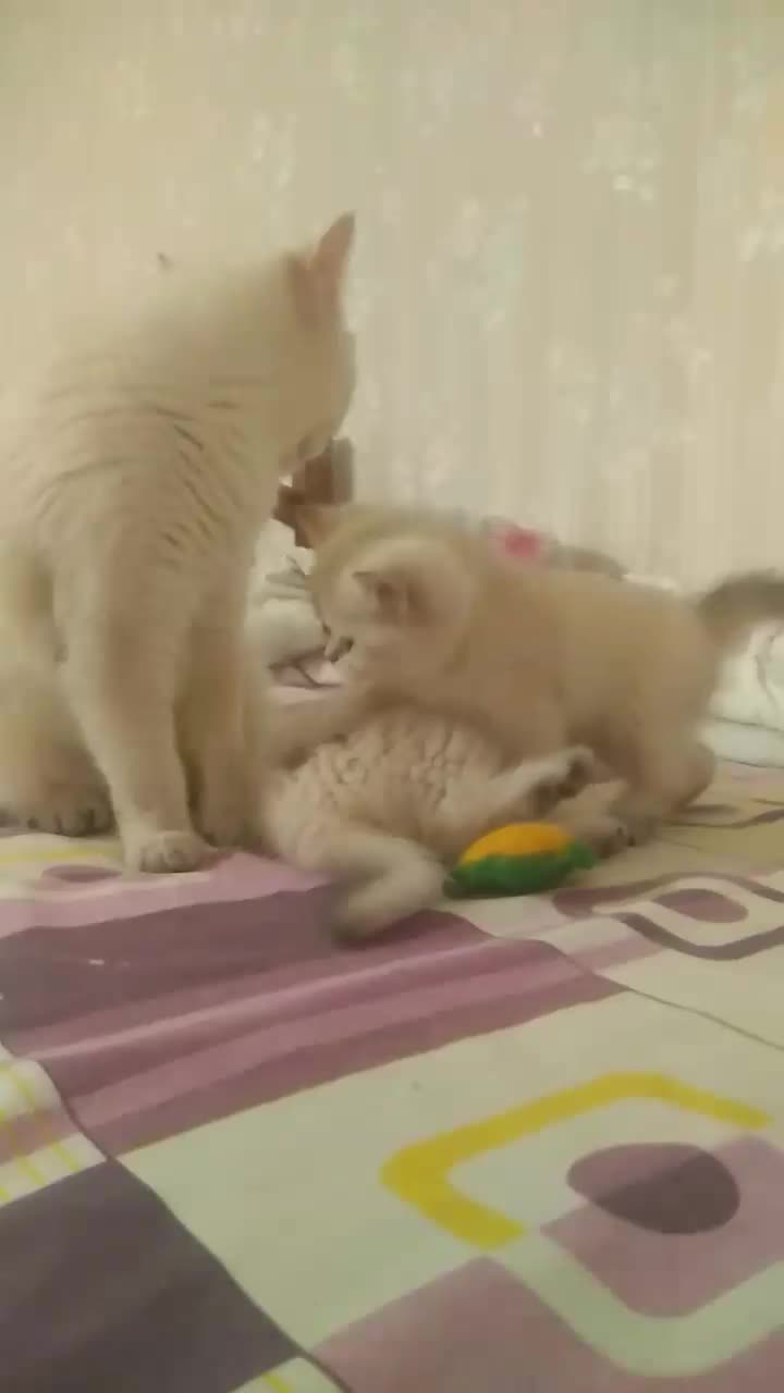 گربه بریتیش ماده|گربه|شیراز, فرهنگ شهر|دیوار