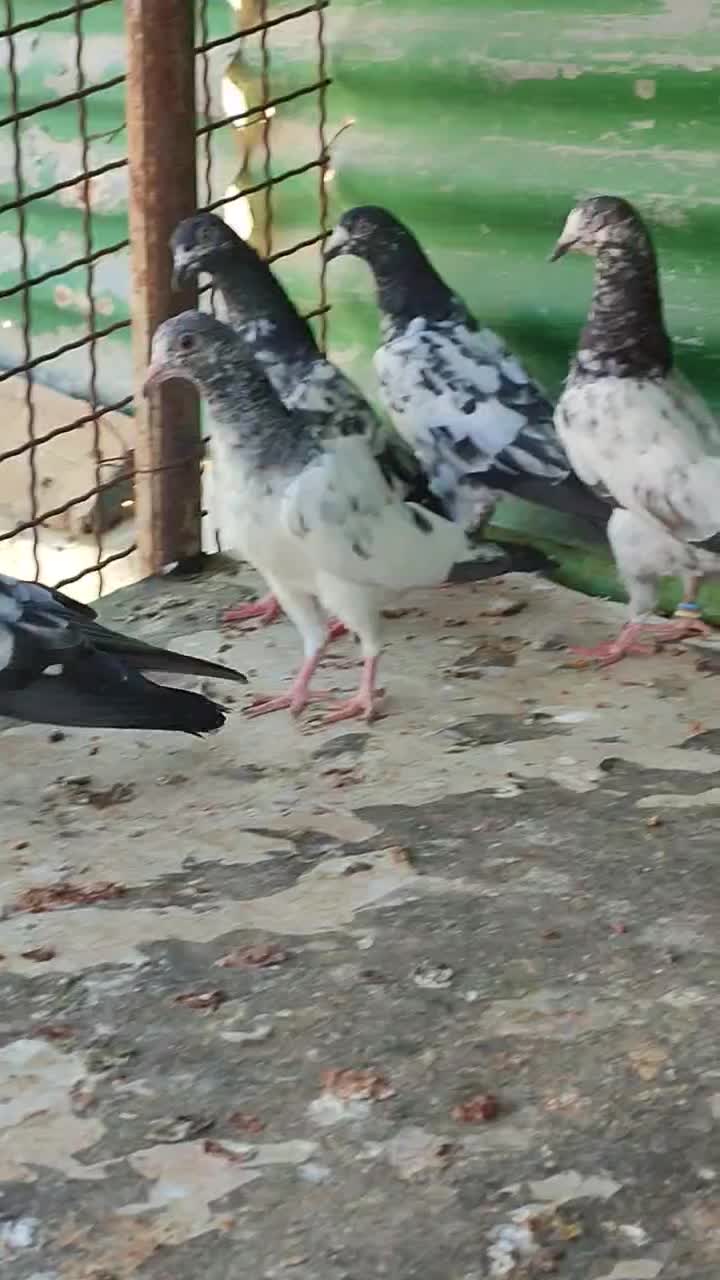 چهار جفت جوجه تیدی|پرنده|ریگ, |دیوار