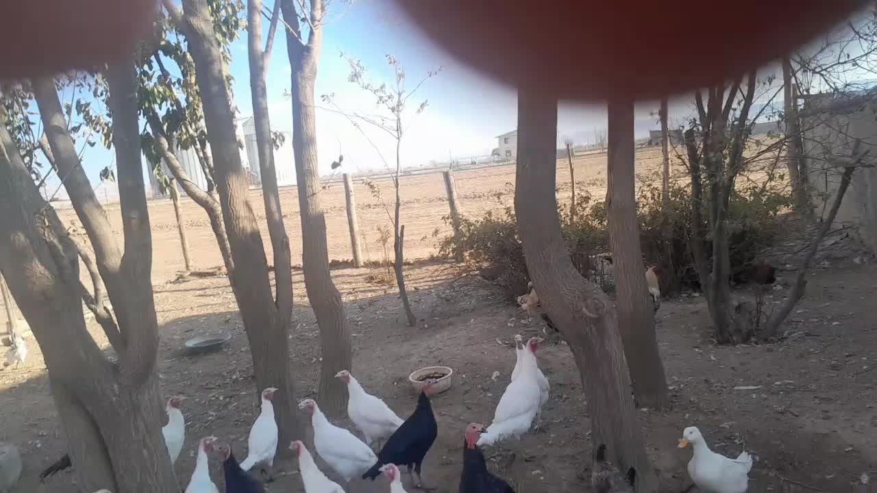 فروشی|پرنده|ماهیدشت, |دیوار