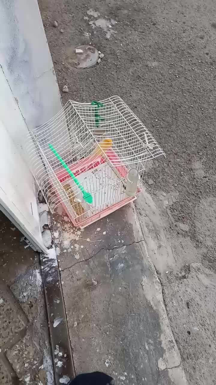 بچم تازه به دنیا اومده به پرنده حساسیت داره|پرنده|محمدیه-قزوین, |دیوار