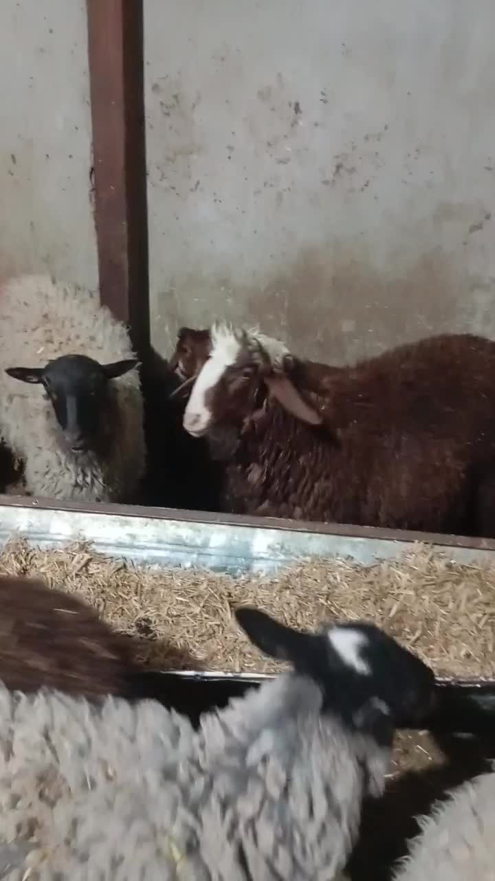 12عددبره از30کیلو تا40کیلو|حیوانات مزرعه|نجفآباد, طالقانی|دیوار