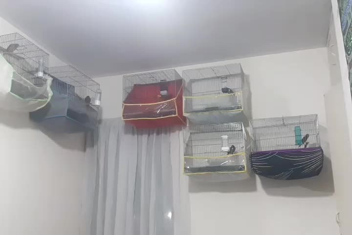 ۶ قناری سینه دارچین|پرنده|کرمان, |دیوار