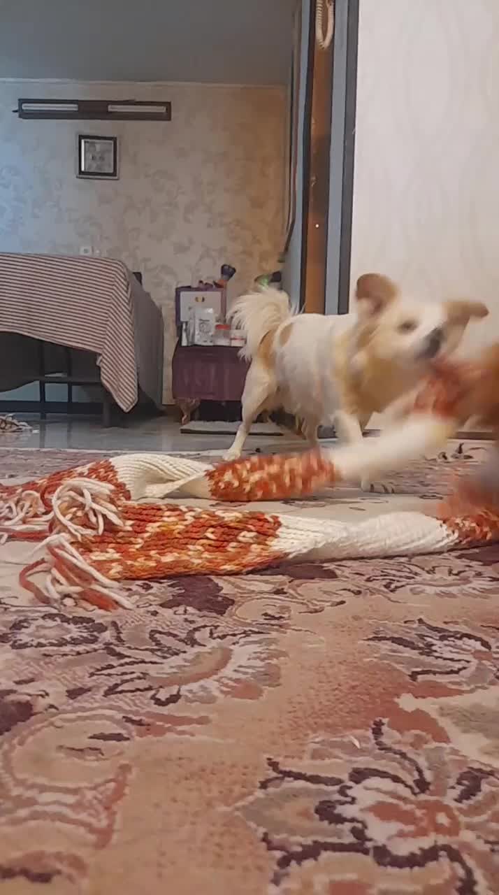 حنا خانوم ناز ۴ماهه|سگ|اصفهان, خانه اصفهان|دیوار