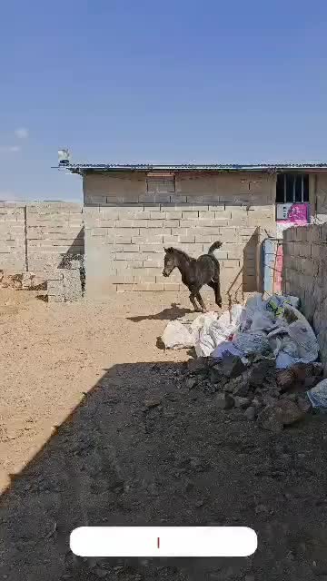 کره اسب مادیان|اسب و تجهیزات اسب‌سواری|چترود, |دیوار