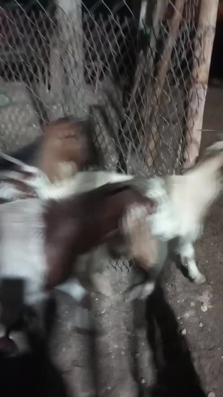 بز  کهره پازن   در جم|حیوانات مزرعه|جم, |دیوار