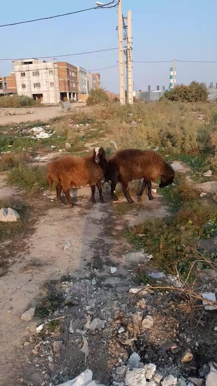 تعداد ۶راس بره توقلی تمام نر|حیوانات مزرعه|آق قلا, |دیوار