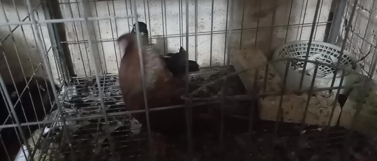 نر صرب|پرنده|مسجد سلیمان, |دیوار