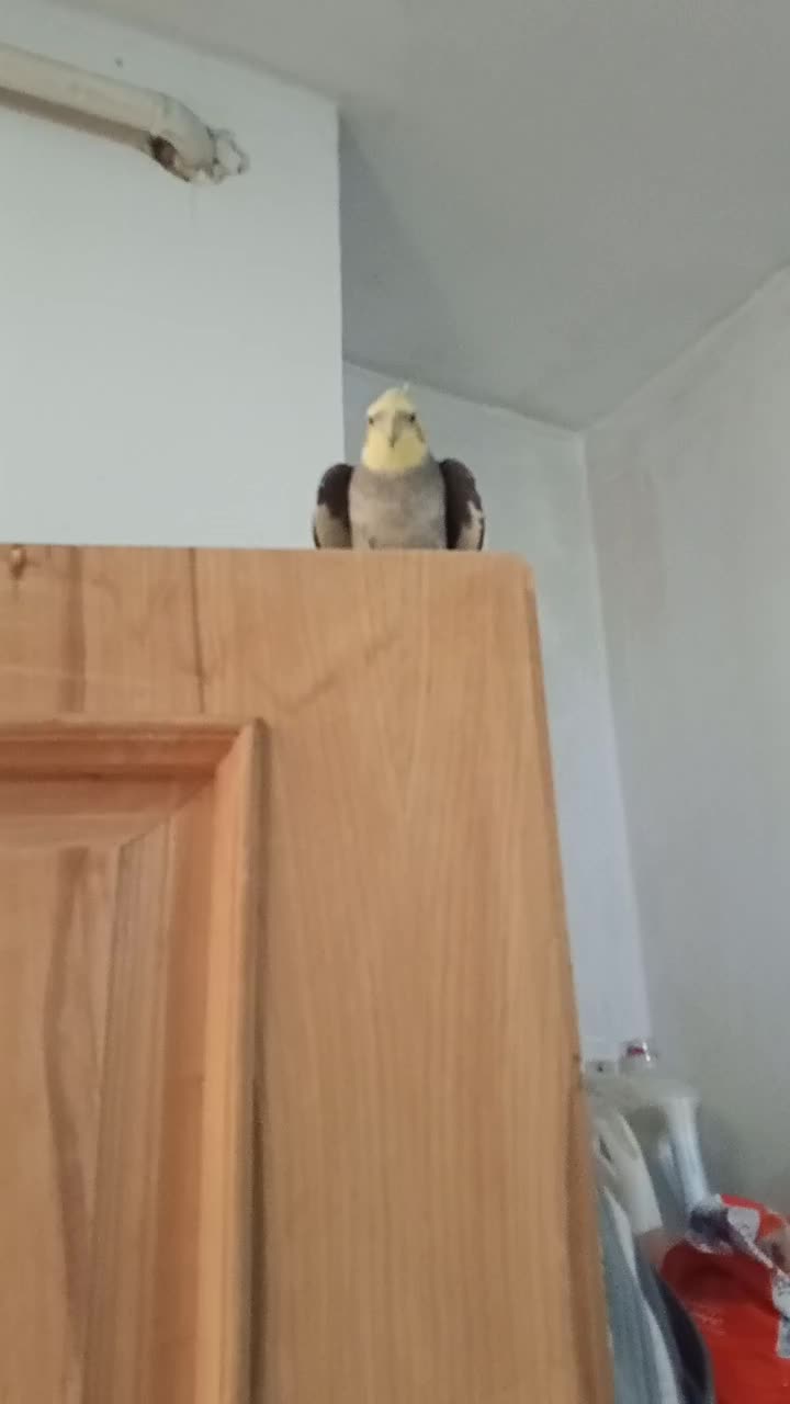 یک جفت عروس هلندی سخنگو|پرنده|بروجرد, |دیوار