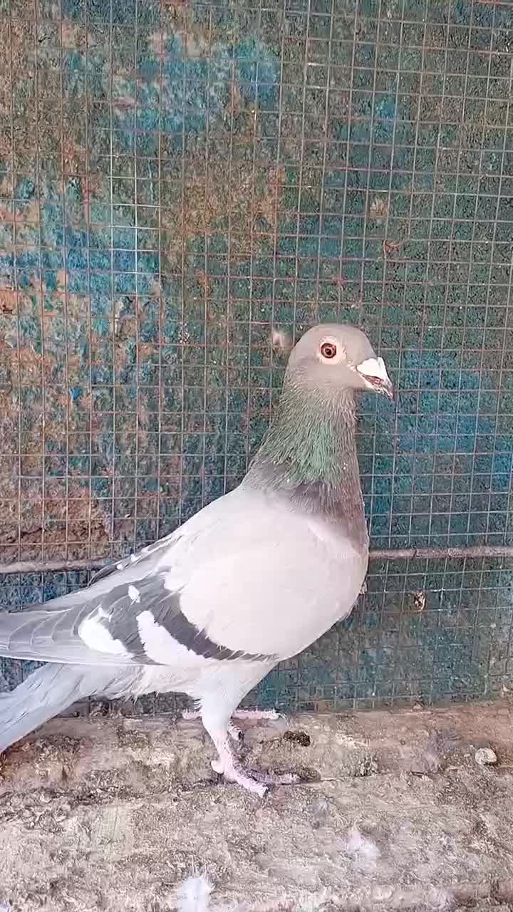 سبزپلاکی ماده|پرنده|بم, |دیوار