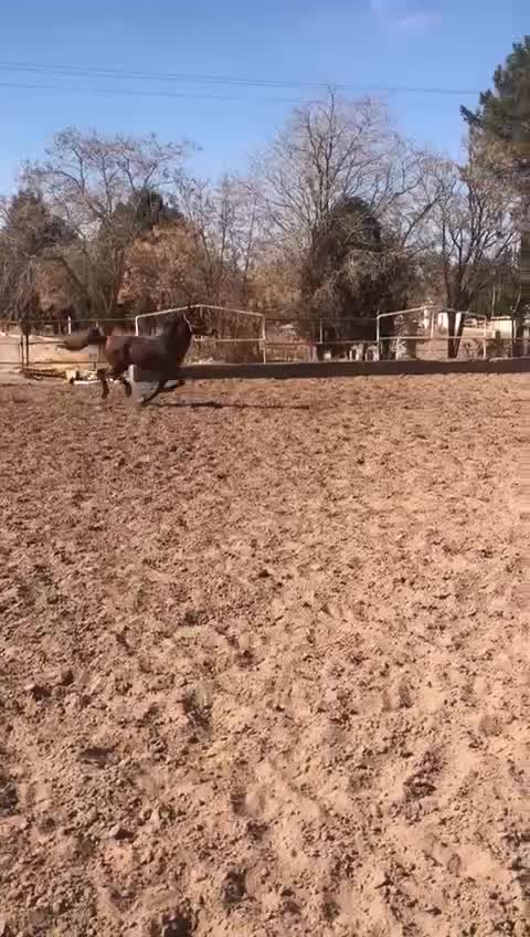 اسب نریون|اسب و تجهیزات اسب‌سواری|ماهان, |دیوار