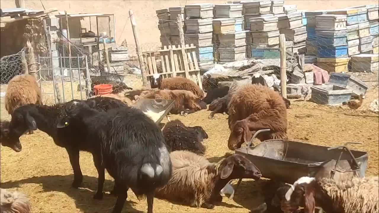 قوچ قره قزل|حیوانات مزرعه|شهرضا, |دیوار