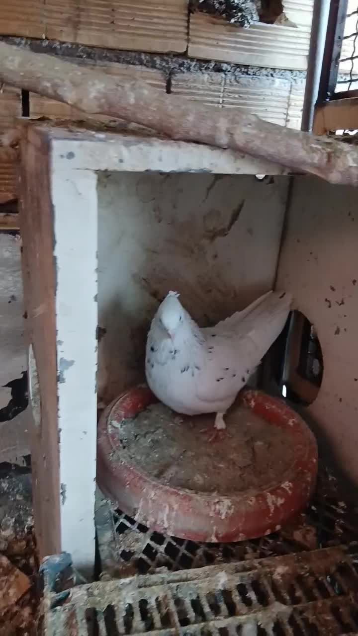 سرور|پرنده|نقده, |دیوار