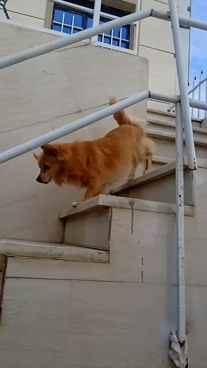 پاکوتاه|سگ|بجنورد, |دیوار