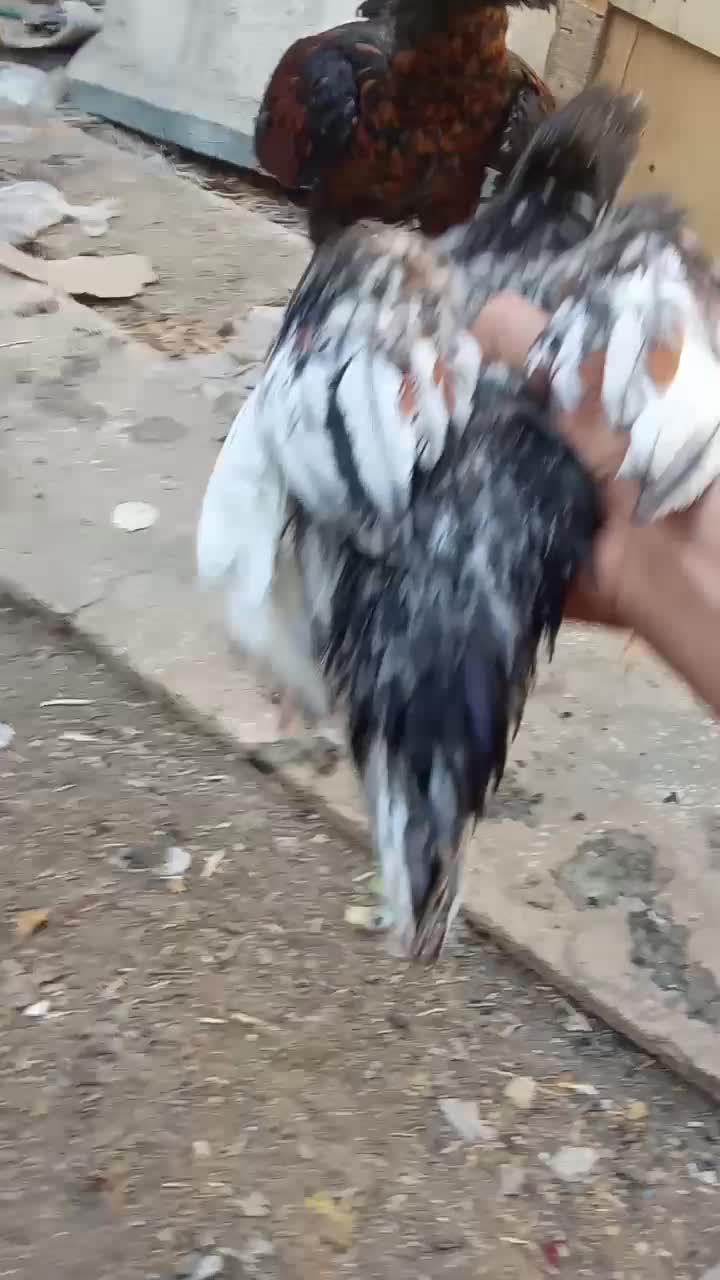 جوجه لاری|حیوانات مزرعه|تربت‌حیدریه, هاشمی‌نژاد|دیوار