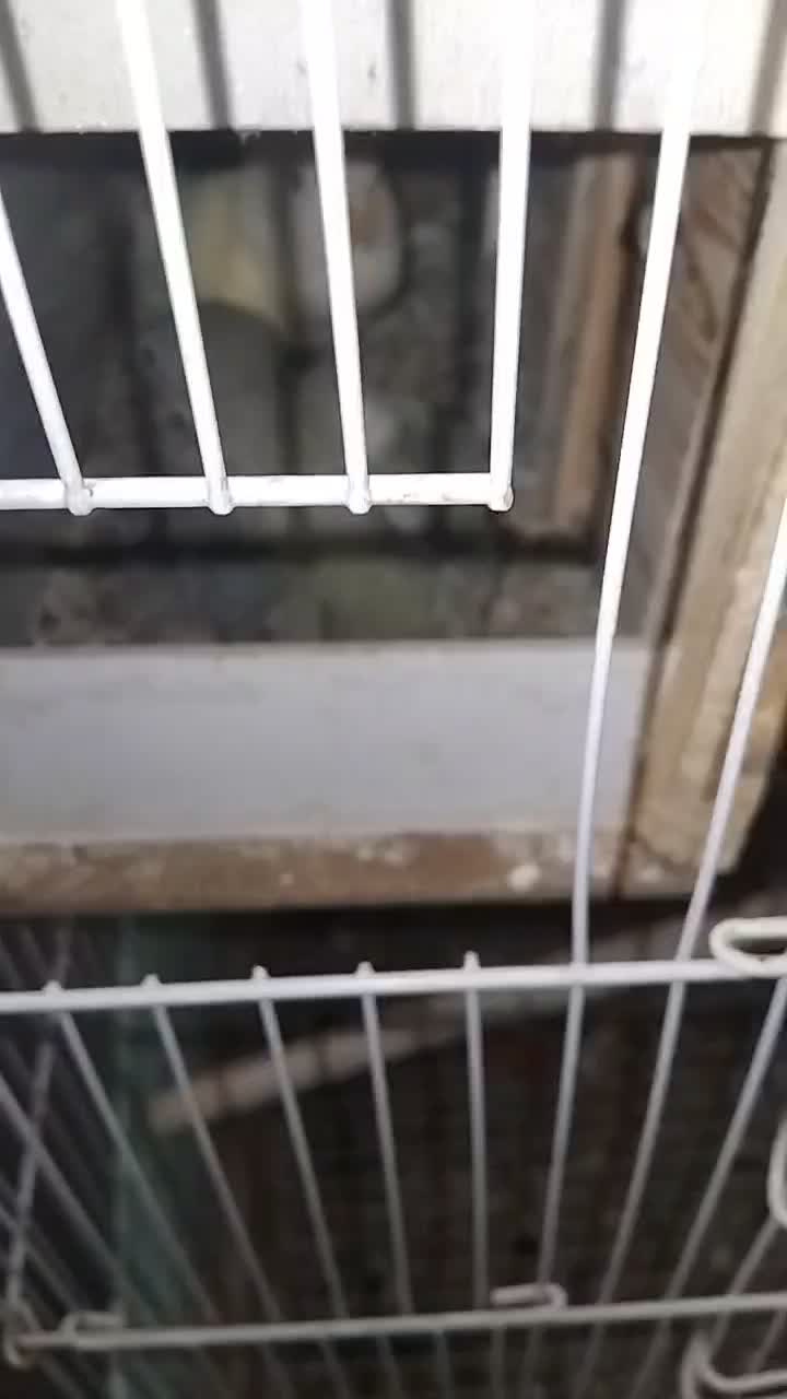 طوطی برزیلی با دوتا جوجه دو هفته ای|پرنده|پردیس, فاز ۴|دیوار