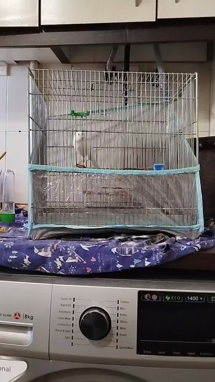 فروش قناری نر|پرنده|فردیس, شهرک شهید حسینی|دیوار