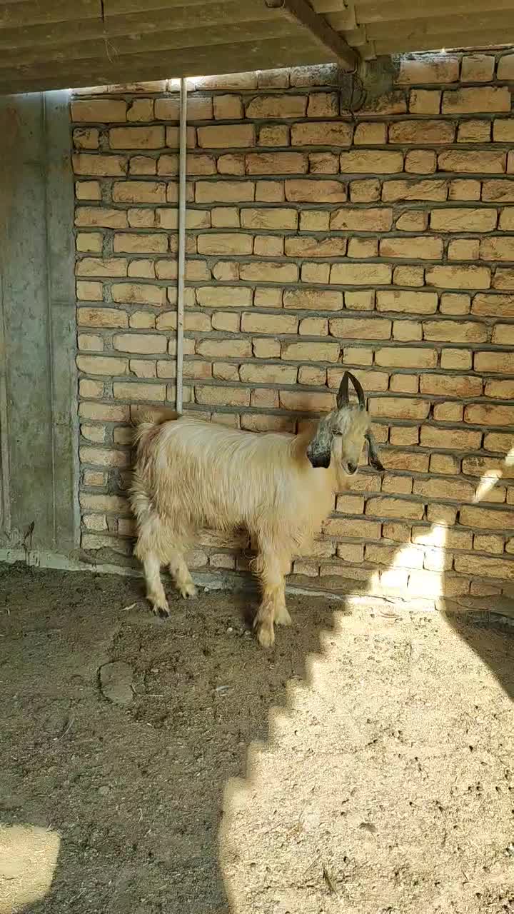 چوش چاتمه|حیوانات مزرعه|سیمین شهر, |دیوار