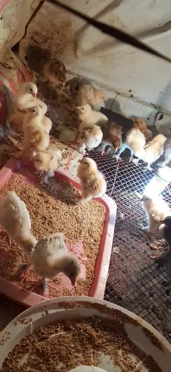 انواع جوجه برهما|حیوانات مزرعه|کرج, برغان|دیوار