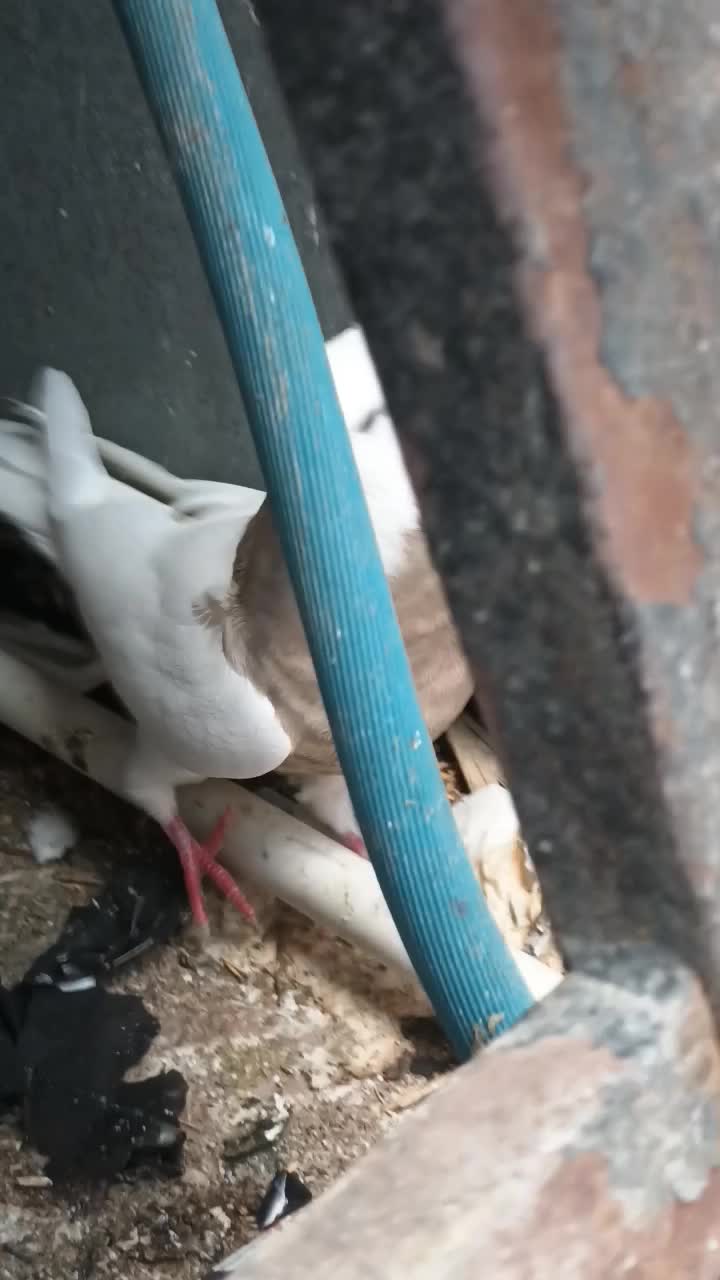 طوقی|پرنده|هندیجان, |دیوار