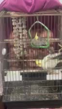 عروسهلندی نر|پرنده|گلستان (تهران), |دیوار