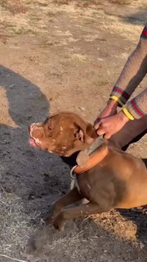 پیتبول بولی واردات اوکراین|سگ|ابهر, |دیوار