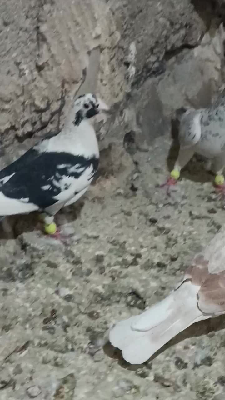 کفتر شهرستانی|پرنده|کرج, شهرک نهال و بذر|دیوار