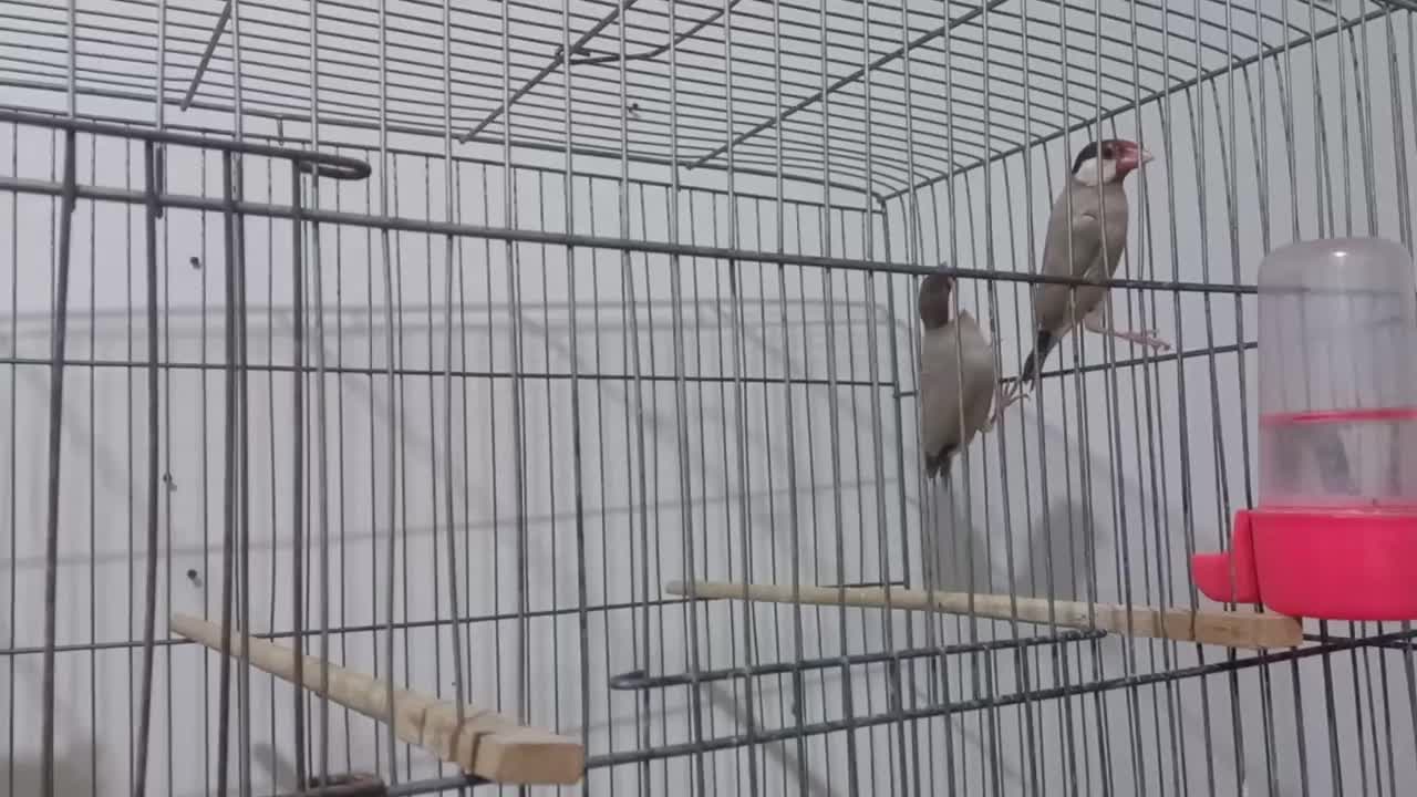 یک جفت نرگسی شکلاتی مولد|پرنده|پاکدشت, شهرک امام رضا|دیوار