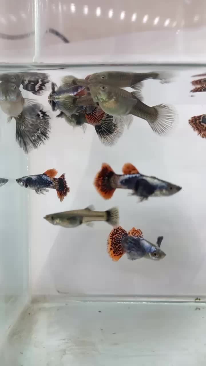 ماهی گوپی بیگ ایر|ماهی|اصفهان, ارزنان|دیوار