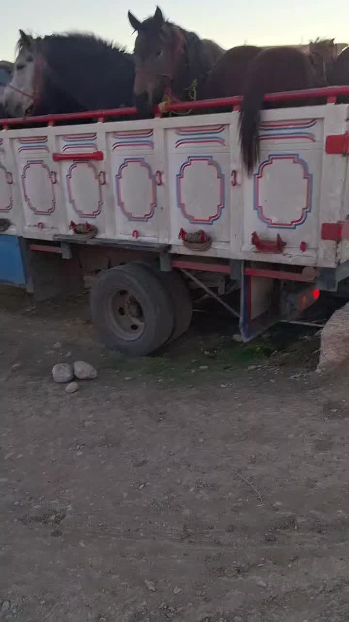 خریدوفروش اسب|اسب و تجهیزات اسب‌سواری|خاوه, |دیوار