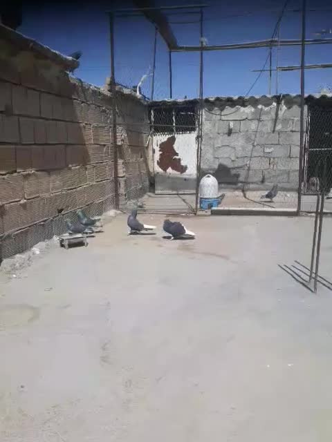 کبوتر|پرنده|شوشتر, |دیوار