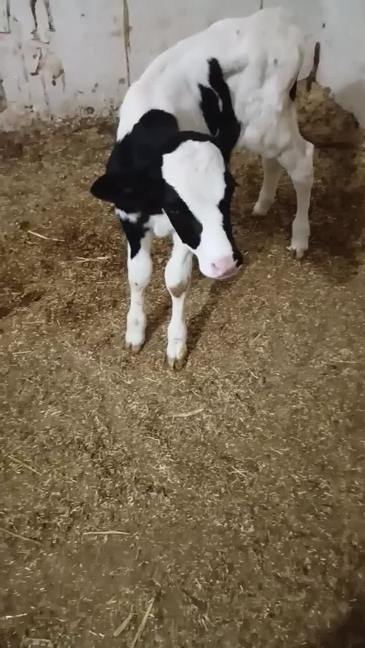 گوساله شیری ماده  هلشتاین اصل|حیوانات مزرعه|بروجرد, |دیوار