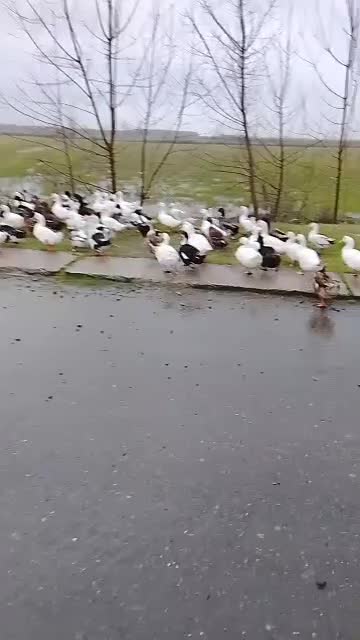 اردک پاک کرده|حیوانات مزرعه|بندر انزلی, خوش پیک|دیوار