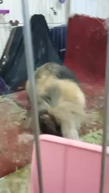 خرگوش لوپ ماده|موش و خرگوش|بندر دیر, |دیوار