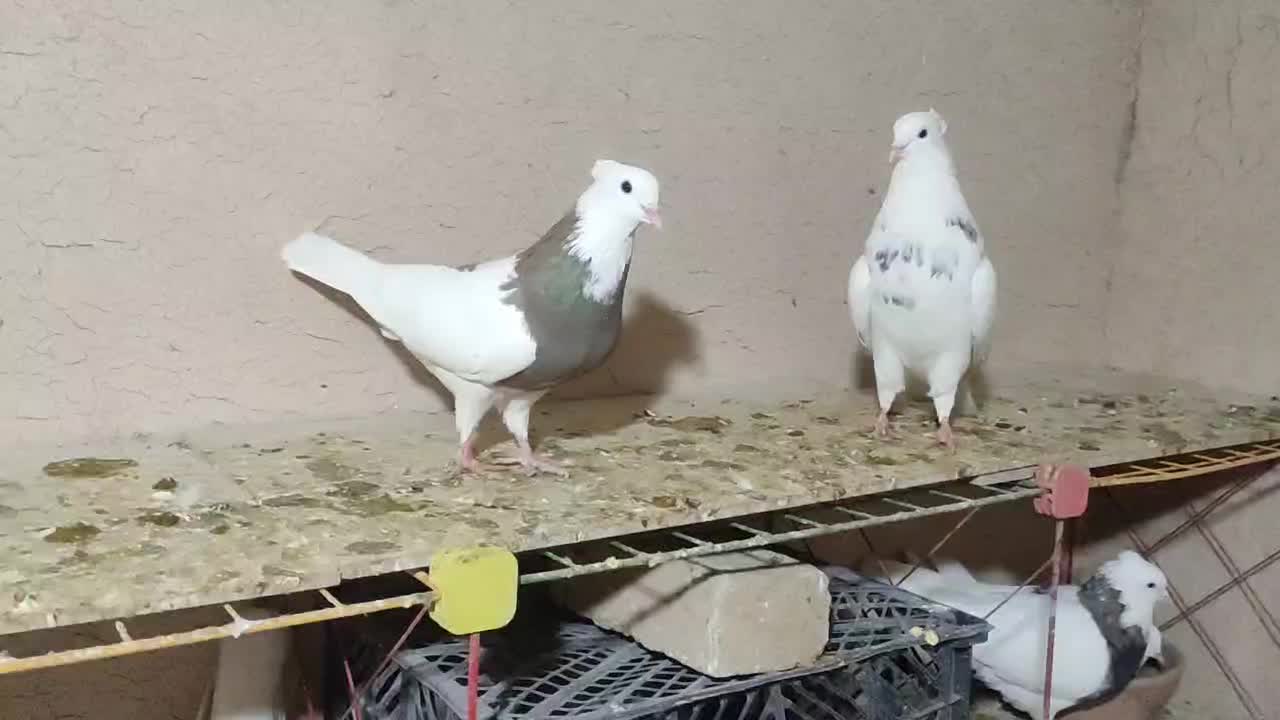 طوقی|پرنده|دهگلان, |دیوار