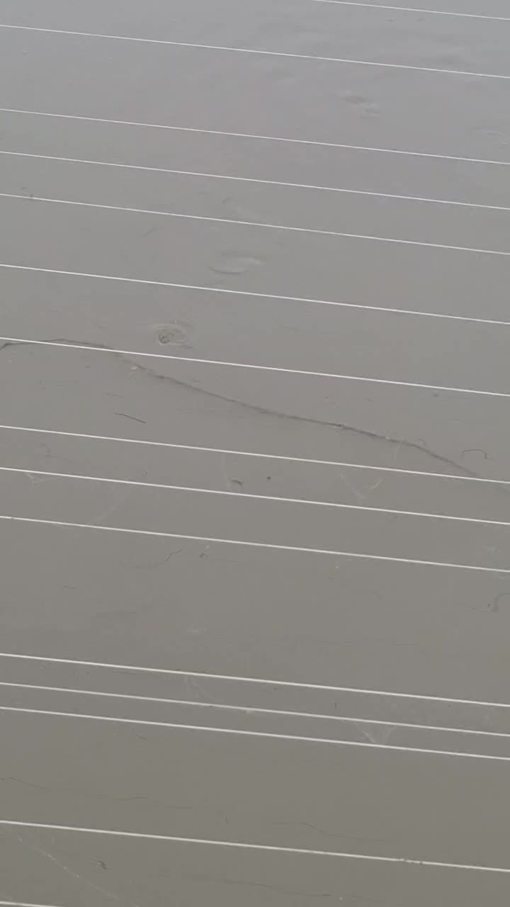 بچه ماهی کپور،،امور|ماهی|سنگر, |دیوار