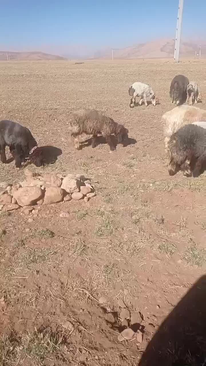 بره|حیوانات مزرعه|کوهرنگ, |دیوار