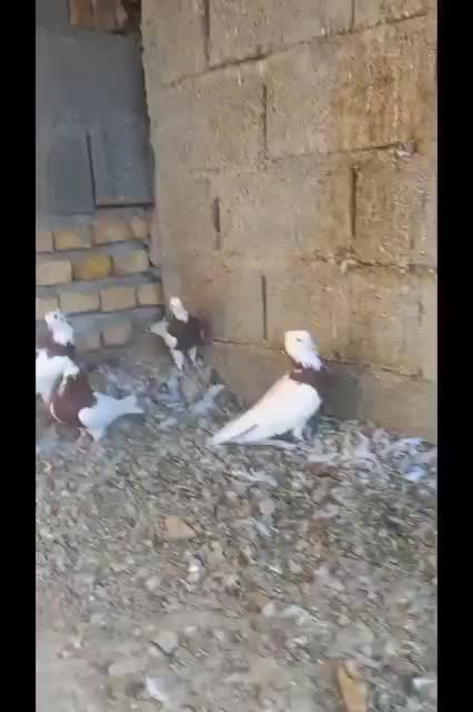 کبوتر طوقی و سرخ دم سفید|پرنده|شیراز, رحمت‌آباد|دیوار