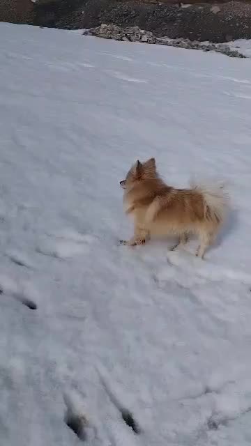 بسیار  مودب. و حرف گوش کن|سگ|پرند, فاز ۶|دیوار