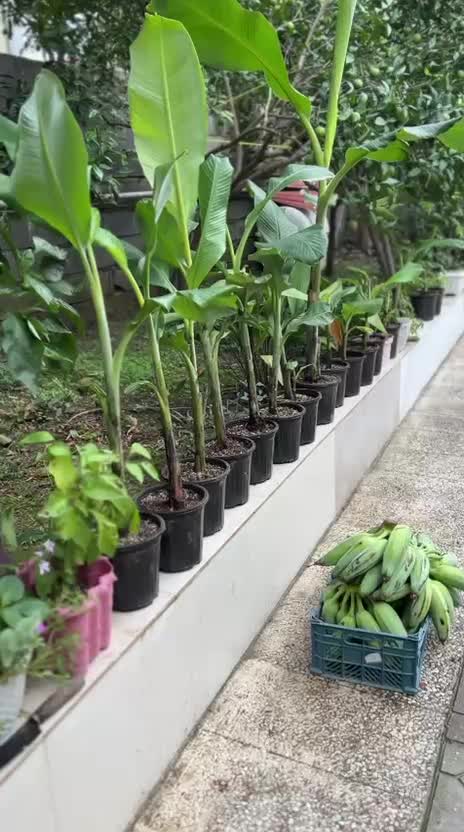 فروش نهال موز|گل و گیاه طبیعی|نوشهر, |دیوار