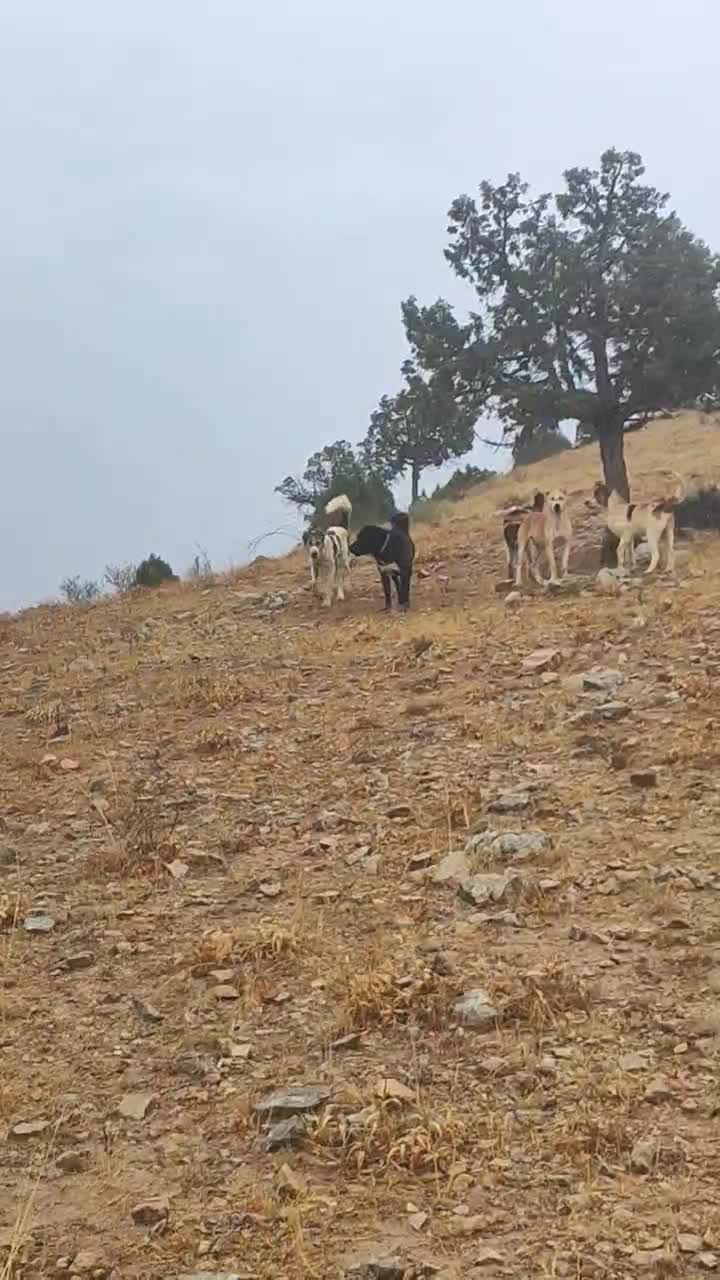 سگ گله|سگ|آشخانه, |دیوار